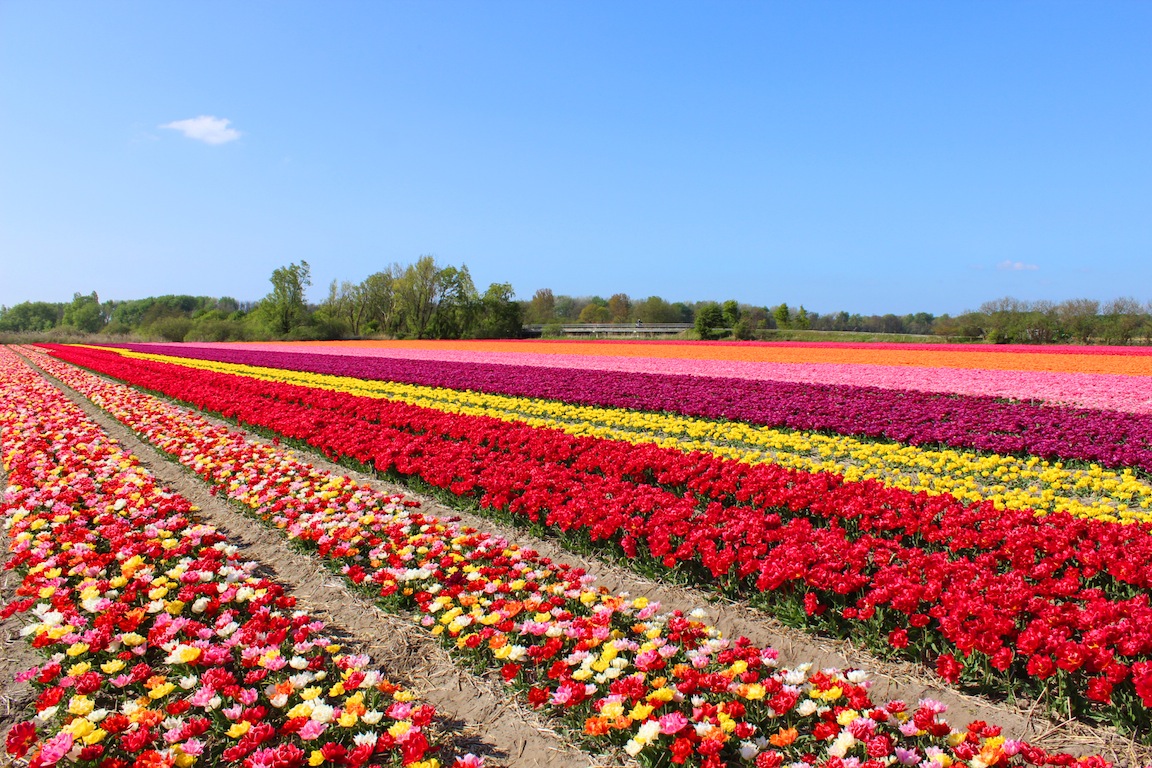 Tulip Fields in the Netherlands | Erika Carlock