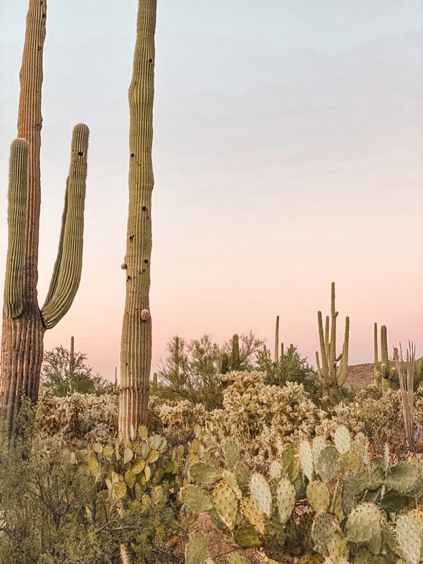 Tucson Travel Dairy | Erika Carlock | Bohemian Lifestyle Blog