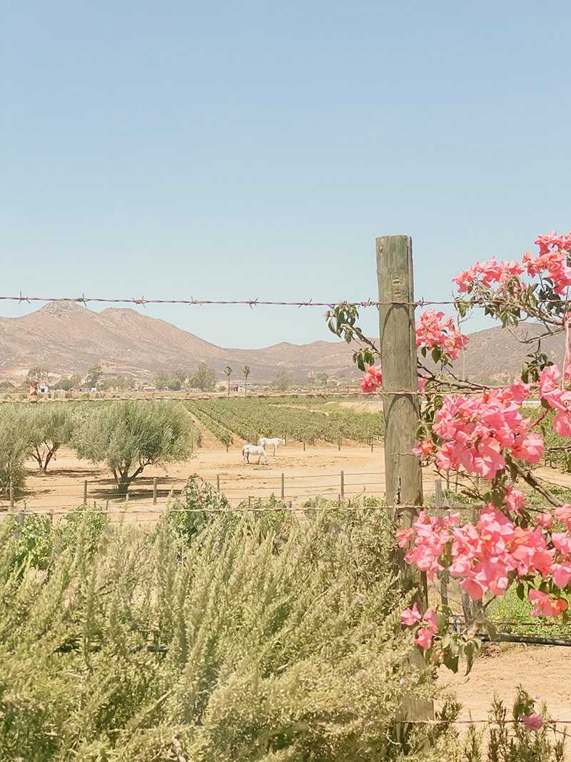 Valle de Guadalupe Travel Guide - 